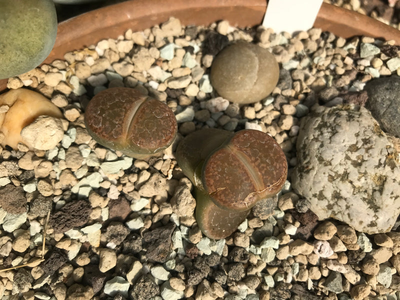 Lebende Steine (Lithops lesliei) — foto 2 di 2
