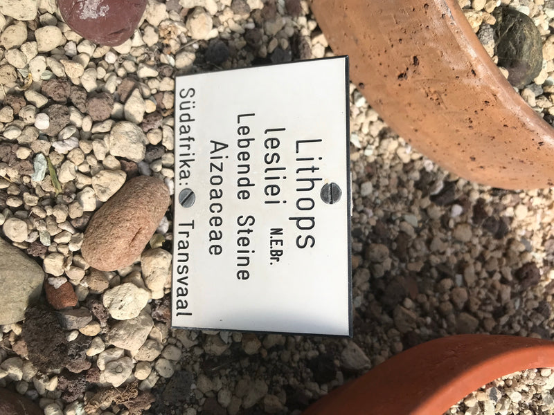 Lebende Steine (Lithops lesliei) — foto 1 di 2
