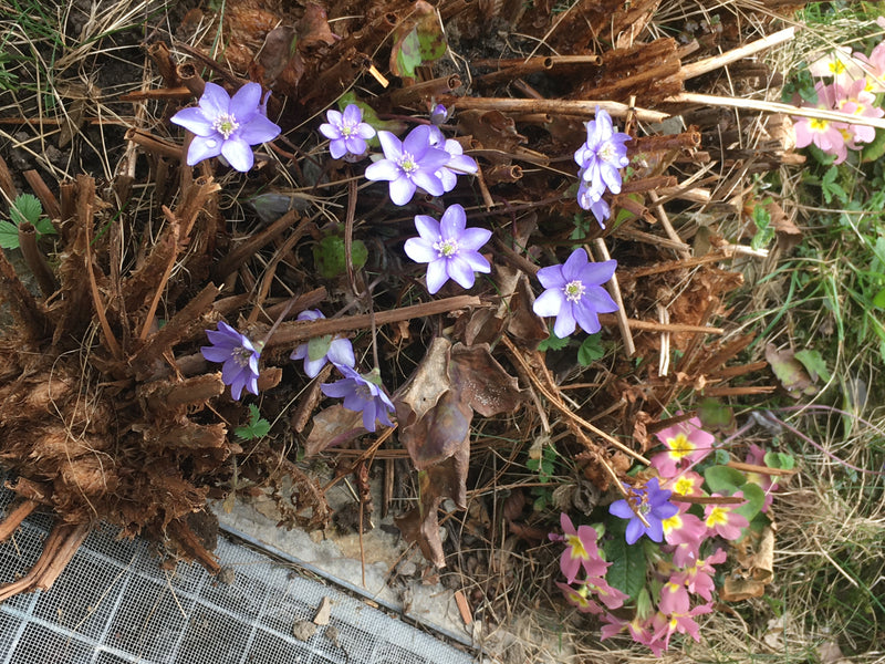 L'immagine mostra diversi fiori di erba trinità di colore viola acceso che crescono tra vecchi residui vegetali e fogliame. Lo scatto riprende i fiori dall'a...