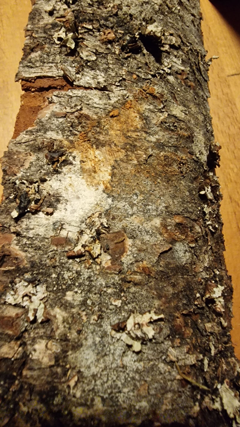 Lichene Lecanora — Bild 1