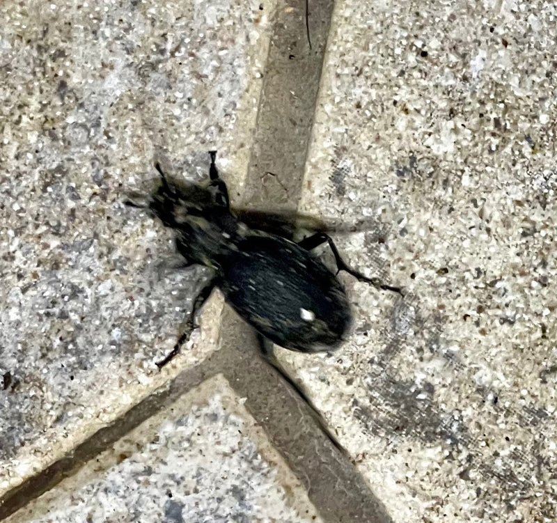 Scarabeo macinato in pelle — foto 4 di 19