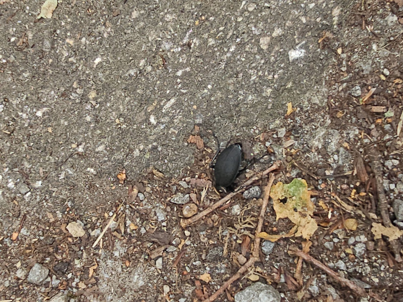 Scarabeo macinato in pelle — foto 5 di 19