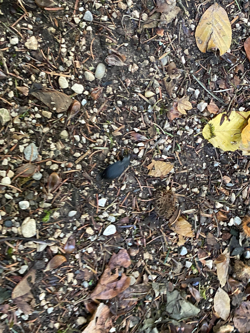 Scarabeo macinato in pelle — foto 1 di 19