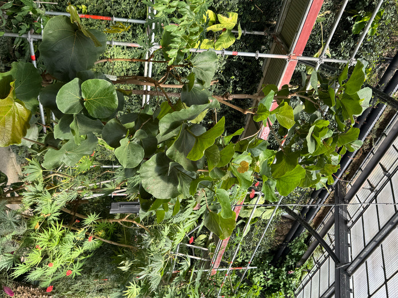 Ledermantelbaum — foto 1 di 1