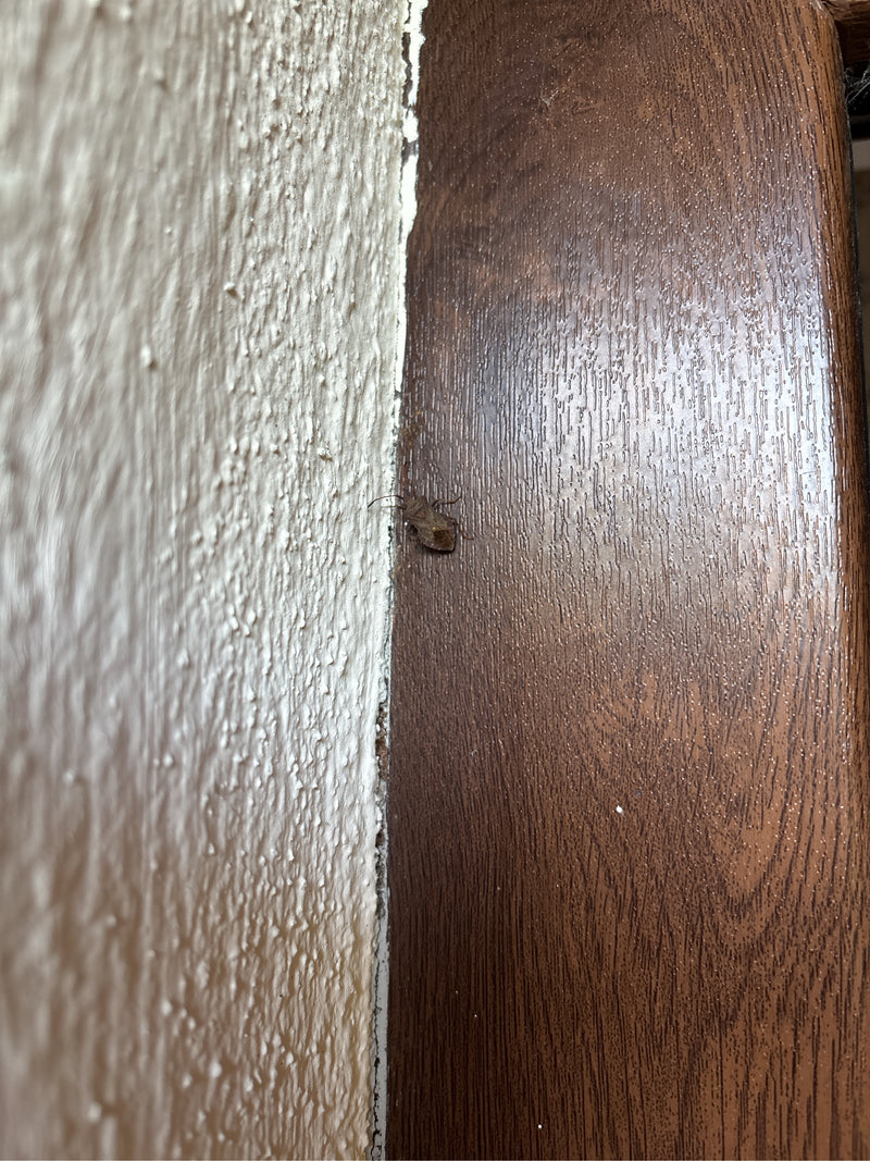 Insetto di cuoio — foto 5 di 19