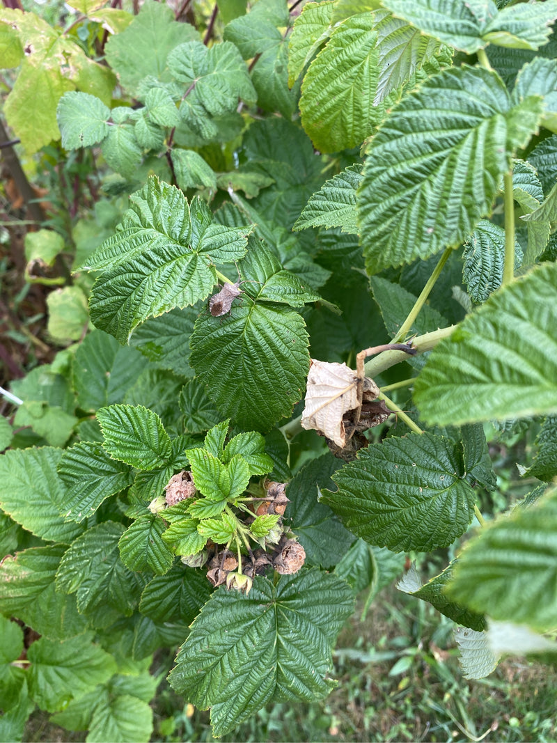 Insetto di cuoio — foto 3 di 19