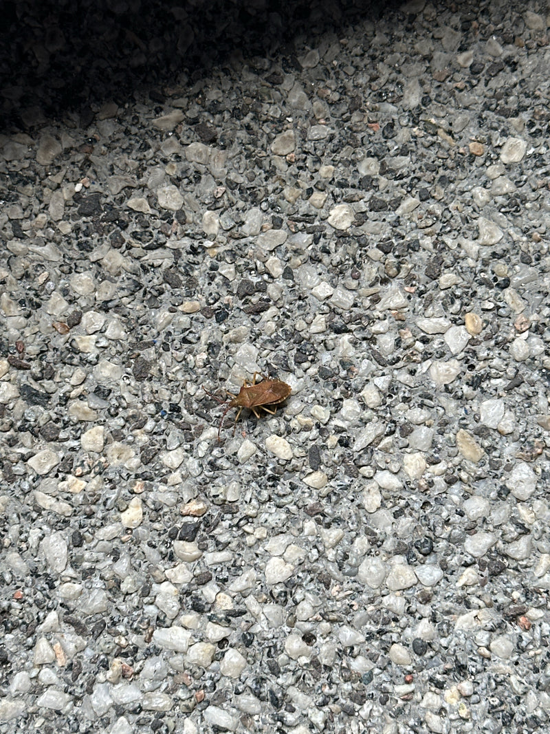 Insetto di cuoio — Bild 1