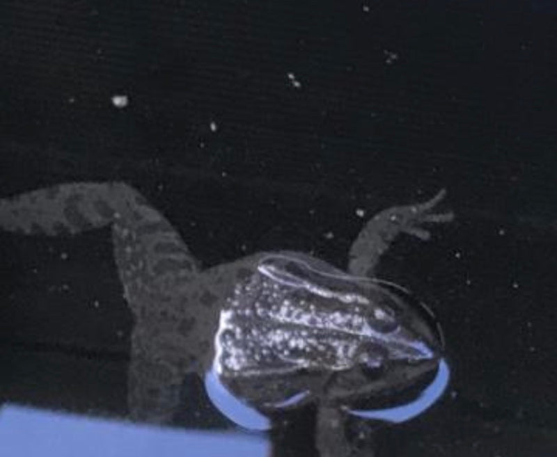 Rana leopardo — Bild 1