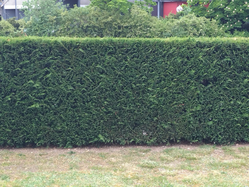 Cipresso di Leyland — Bild 1