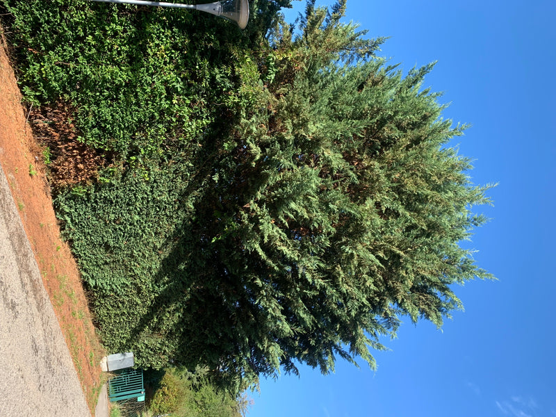 Si vede un grande cipresso di Leyland all'aperto. L'albero si trova ai margini di un sentiero sotto un cielo azzurro.