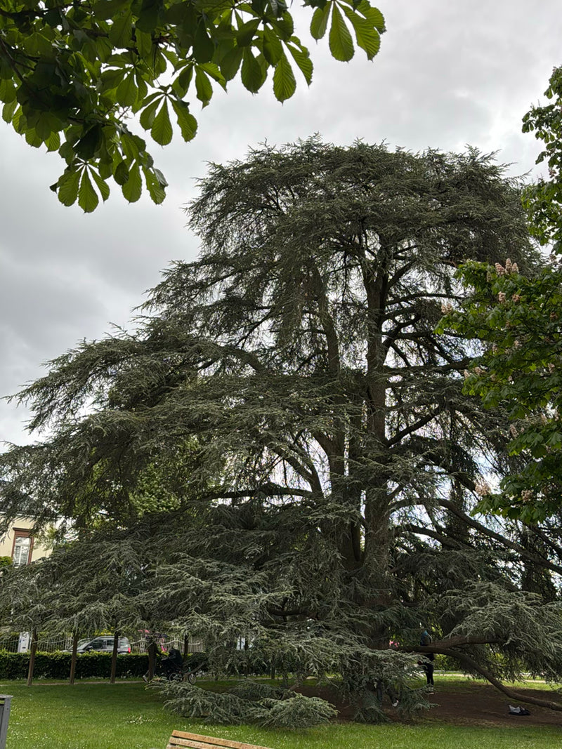 Cedro del Libano — Bild 1