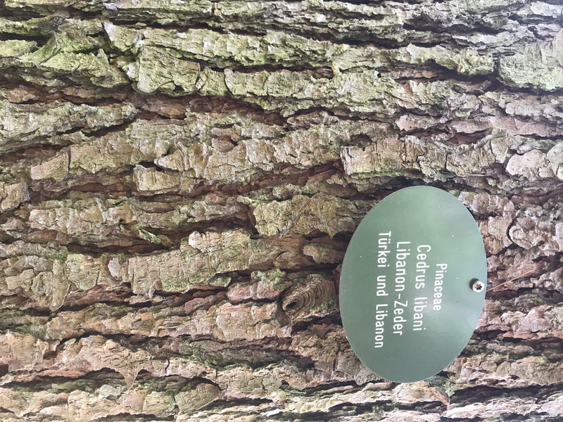 Si vede la corteccia profondamente fessurata e squamosa del tronco di un albero con un cartello verde attaccato. L'immagine mostra la caratteristica struttur...