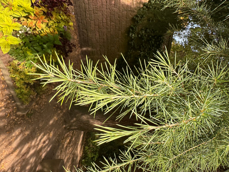 Primo piano di un ramo di cedro del Libano con aghi appuntiti verde-bluastro sullo sfondo di un parco.