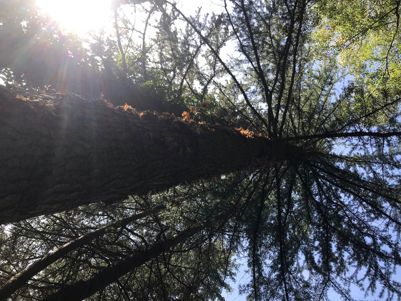 La foto mostra il possente tronco e la chioma ramificata di un cedro del Libano visto dal basso in controluce.