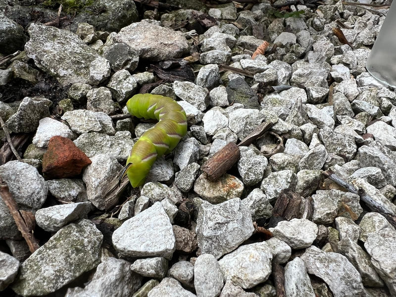 Privet Hawkmoth — foto 1 di 13
