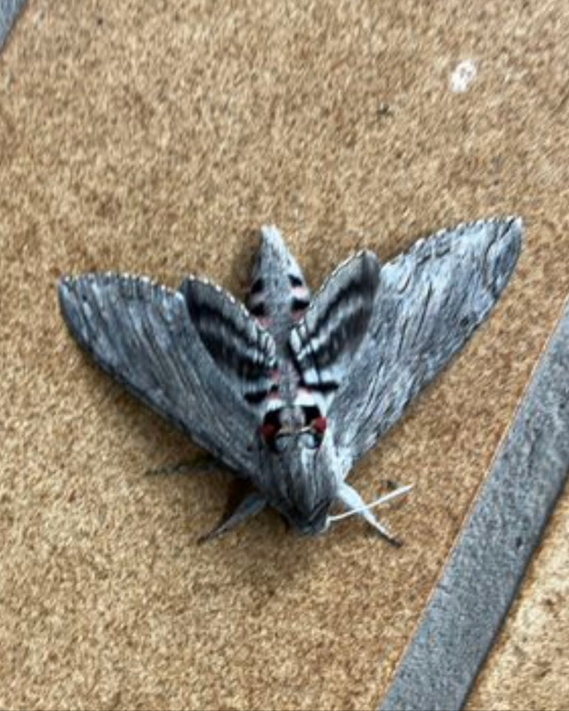 Privet Hawkmoth — foto 4 di 13