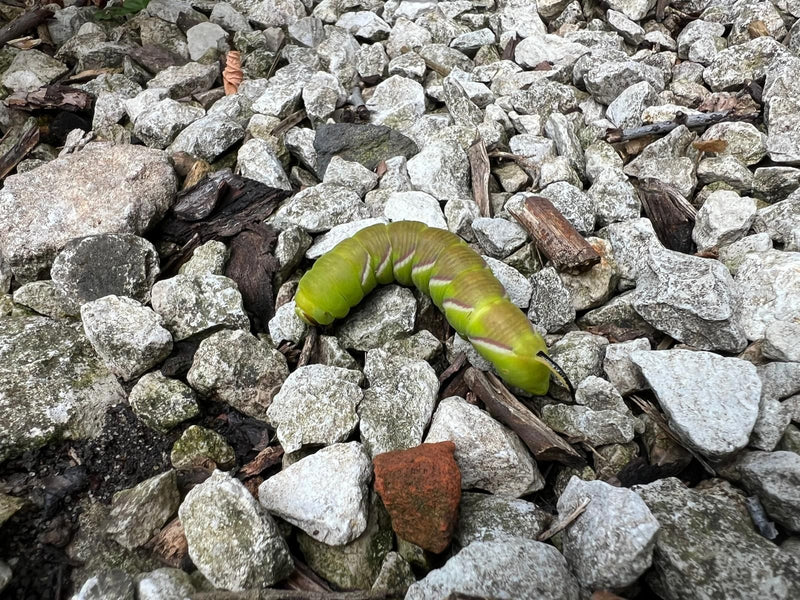 Privet Hawkmoth — foto 2 di 13