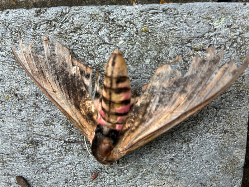 Privet Hawkmoth — foto 3 di 13