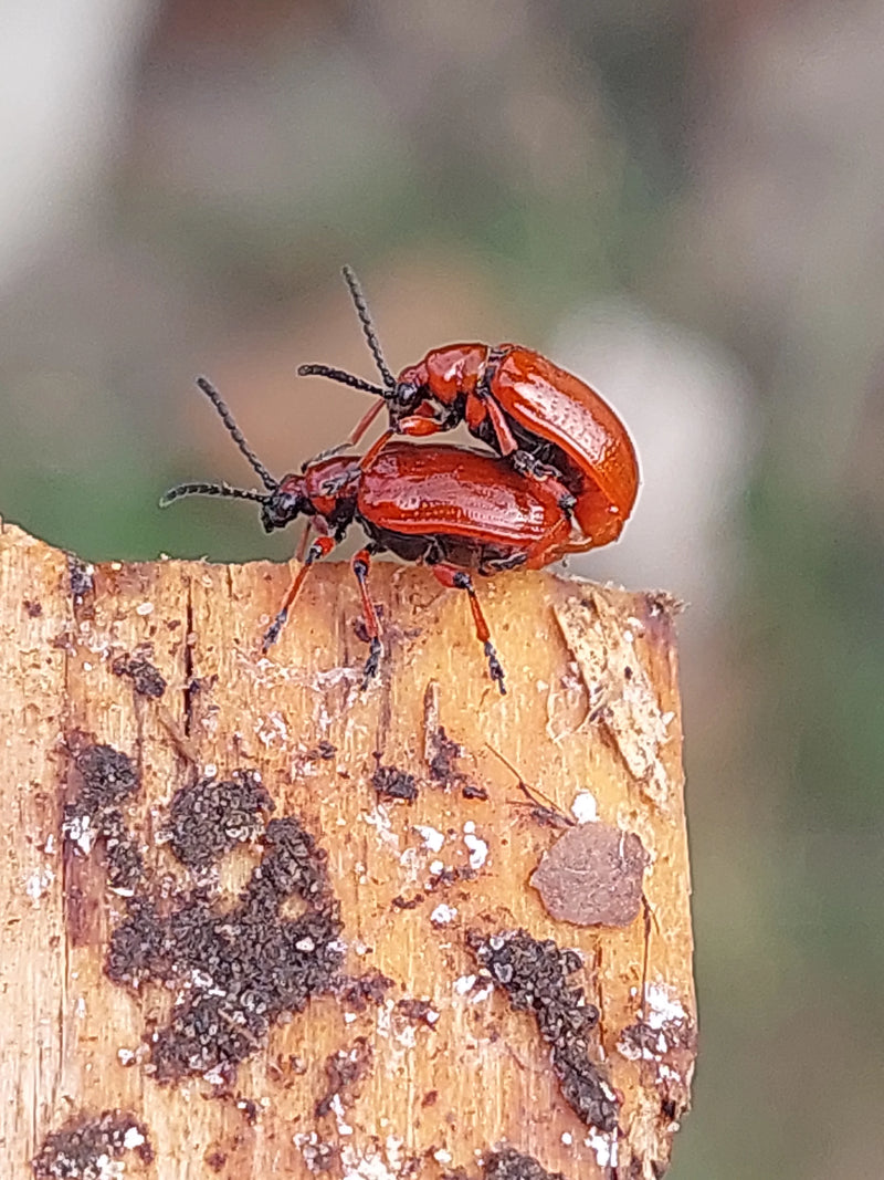 Due coccinelle del giglio rosso vivo sono viste accoppiarsi su un pezzo di legno grezzo. I coleotteri con le loro caratteristiche zampe e antenne nere sono c...