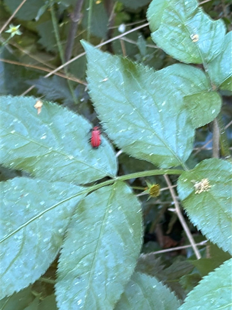L'immagine mostra un rogo del giglio rosso seduto su una foglia verde.