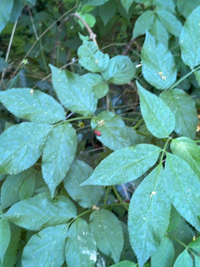 Un piccolo e vistoso scarabeo rosso del giglio è seduto su una foglia verde. Il soggetto è tuttavia molto piccolo e lontano.