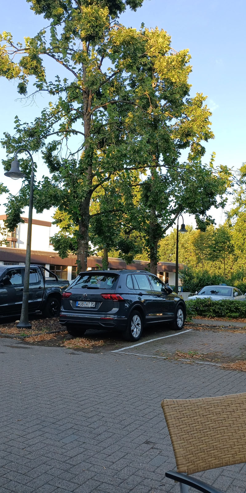 L'immagine mostra grandi tigli in un parcheggio asfaltato in ambiente urbano. Auto parcheggiate sono visibili in primo piano.