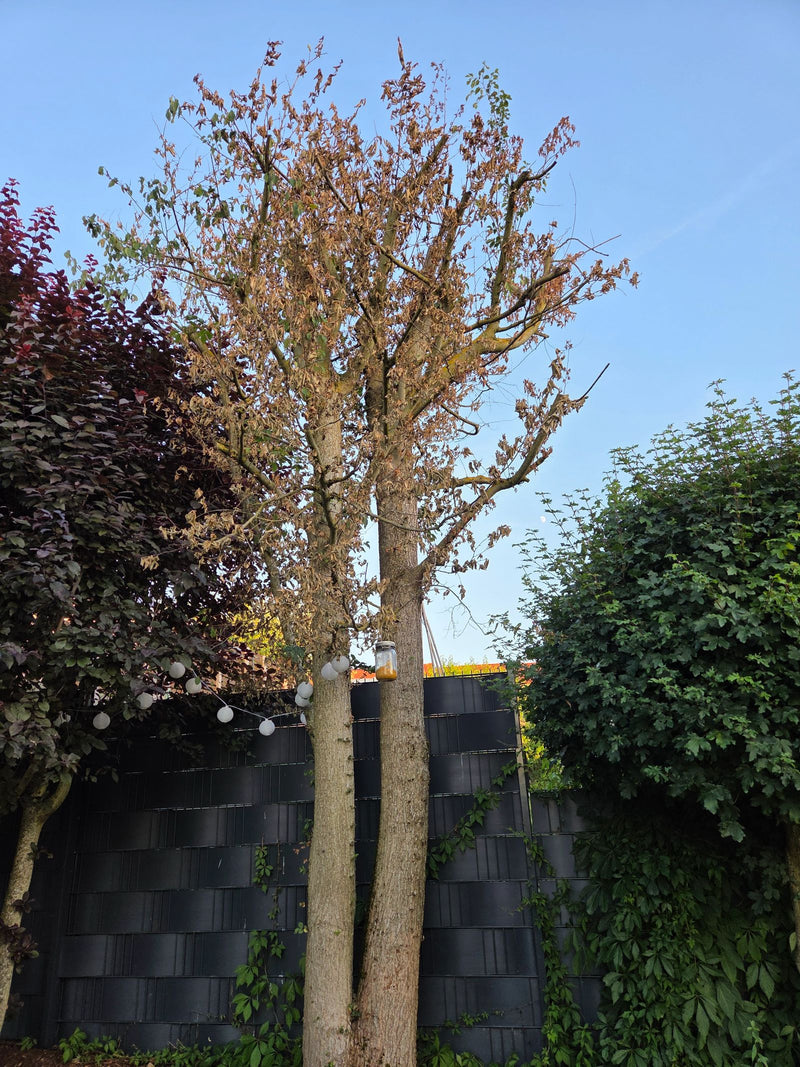 Si vede un grande albero a foglie caduche con fogliame parzialmente avvizzito, in piedi davanti a una scura recinzione da giardino. È un tiglio.