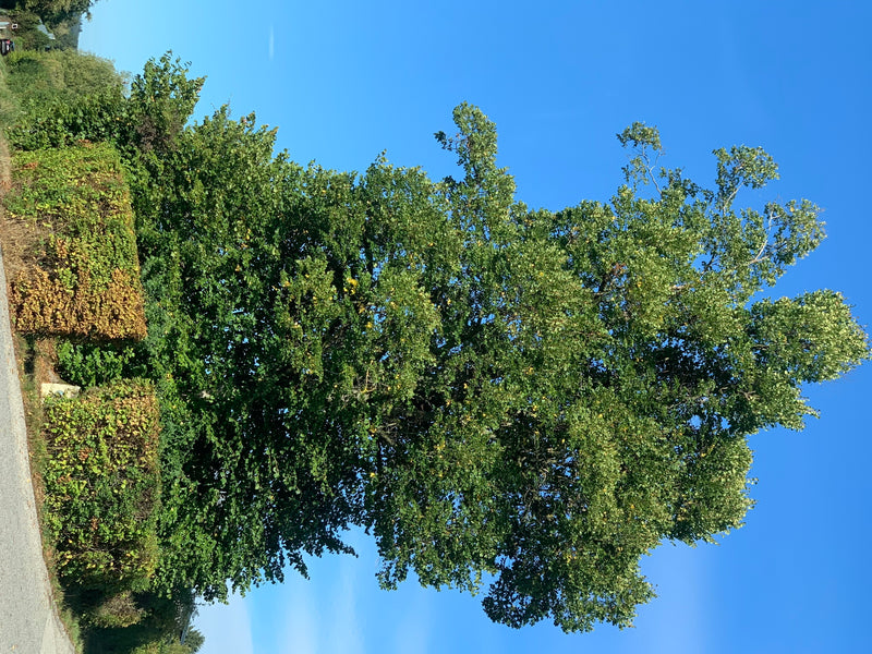 La foto mostra un grande tiglio frondoso che si erge su un cielo azzurro brillante. L'intero albero è chiaramente visibile nella sua intera altezza.