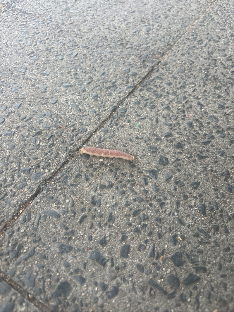 Falena del tiglio — foto 5 di 10