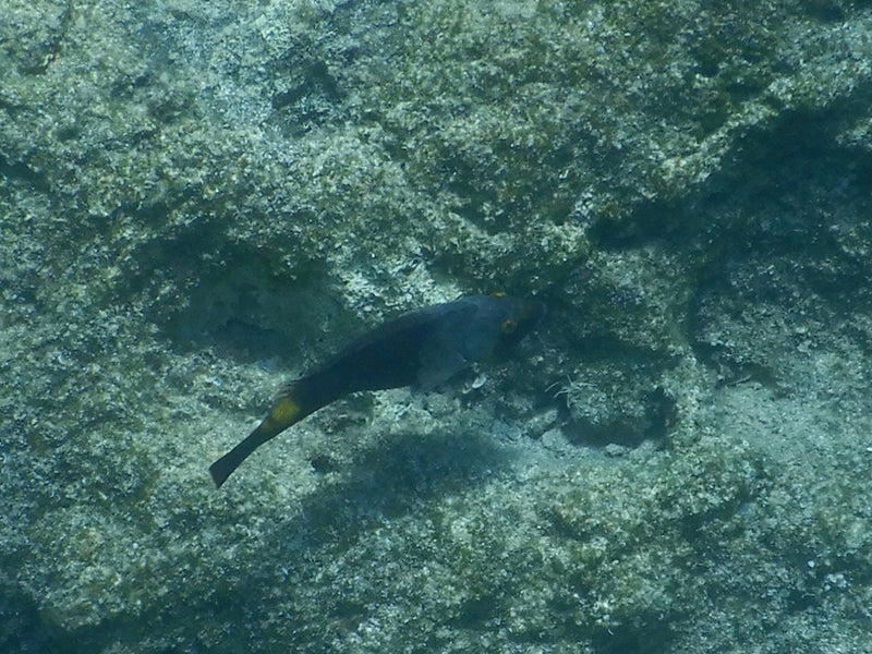 Labro (genere Symphodus) — Bild 1