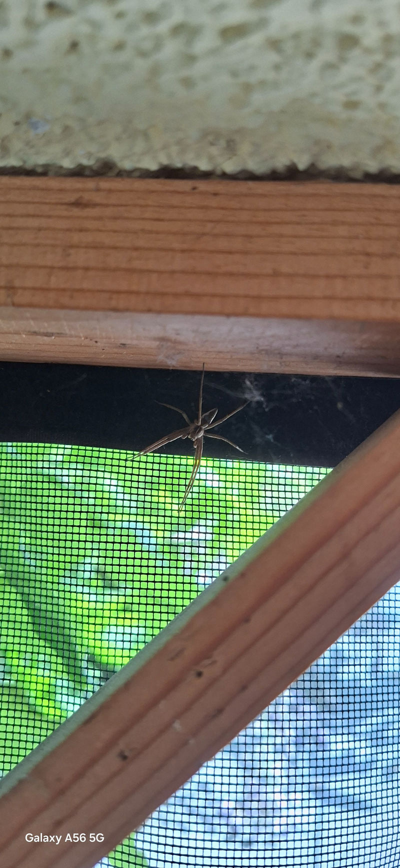 Un ragno Pisaura mirabilis siede su un telaio di legno davanti a una zanzariera verde. Il ragno è chiaramente visibile da una prospettiva laterale.