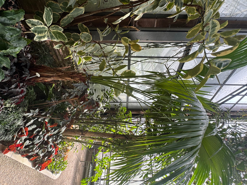 Livingstone-Palme — foto 1 di 1