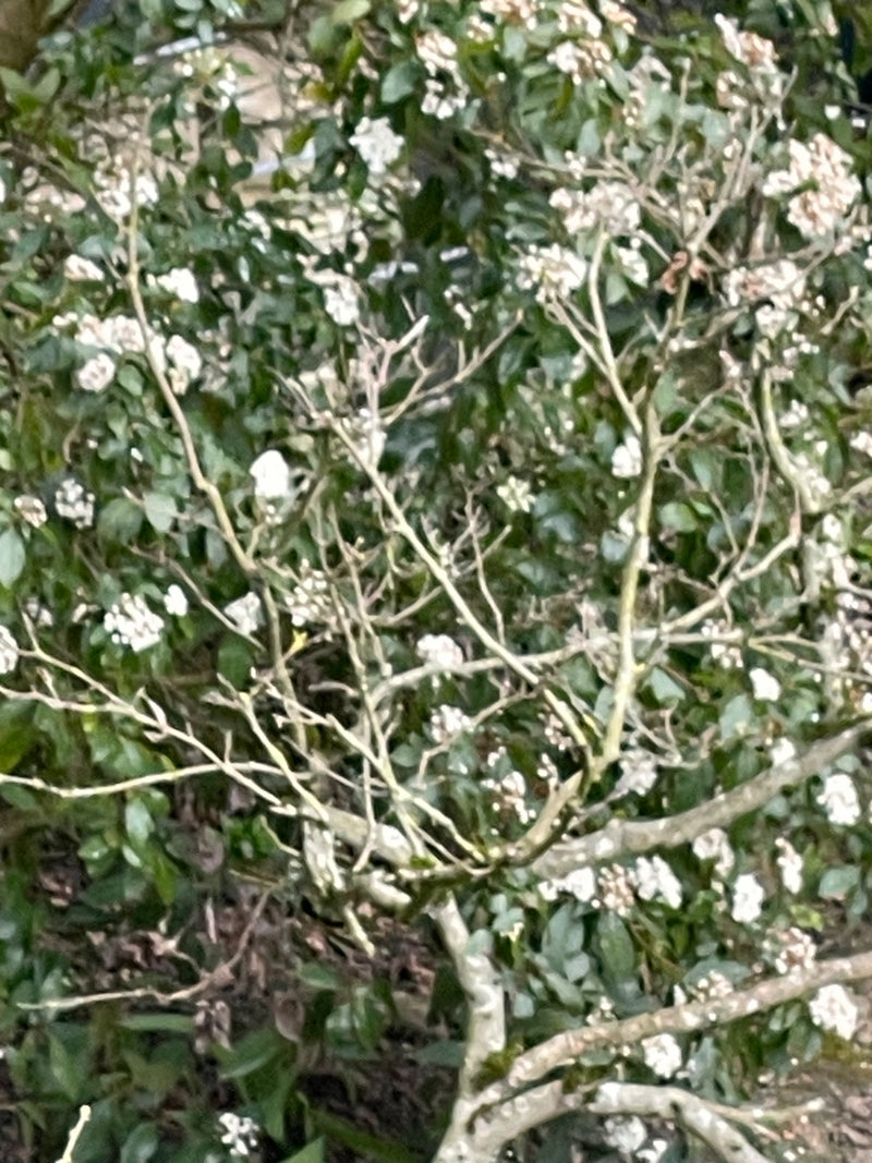 Palla di neve di alloro — Bild 1
