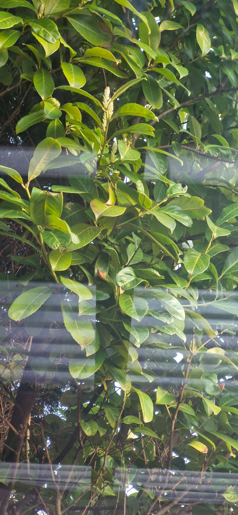 Alloro ciliegino — Bild 1