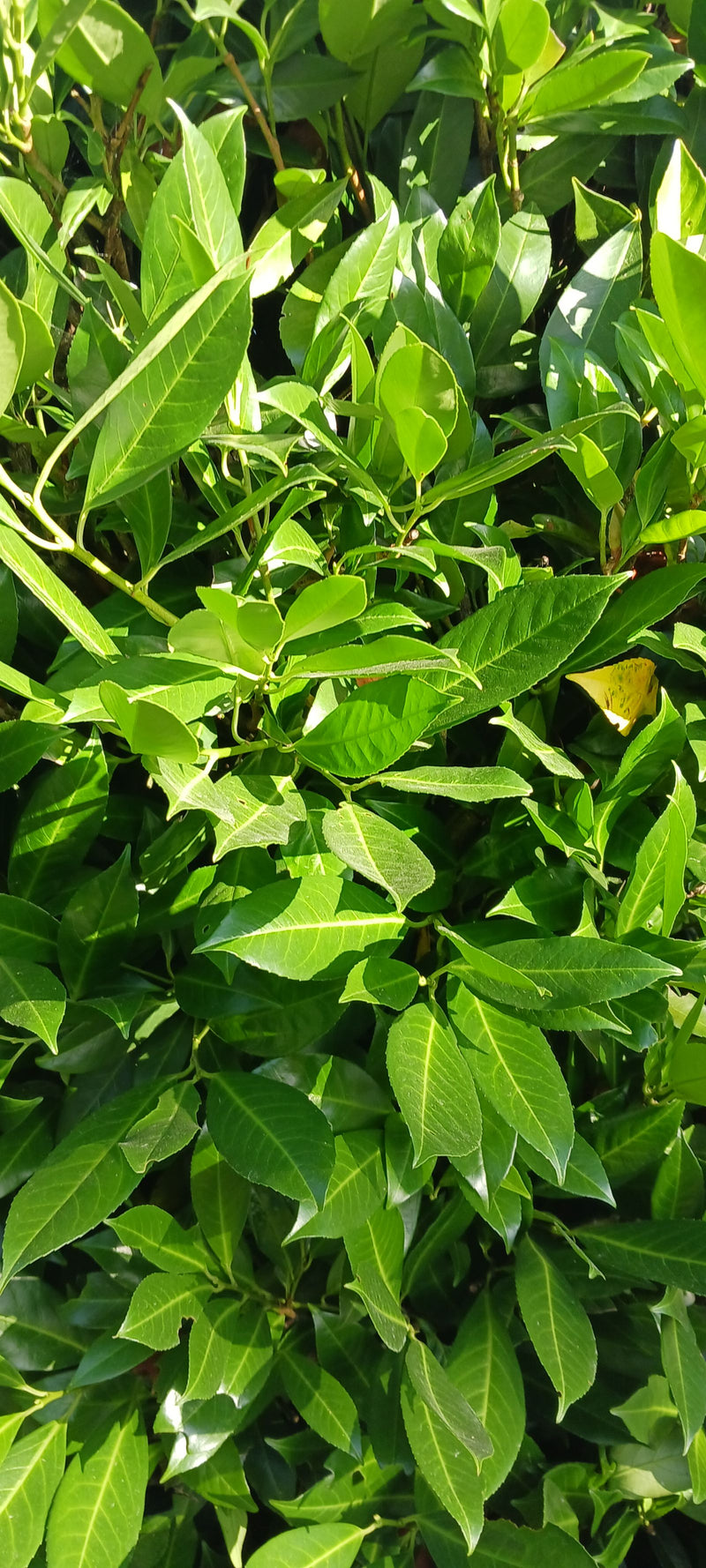 Si vede un denso agglomerato di foglie lucide e verde scuro di un lauroceraso. Lo scatto mostra il fogliame tipico alla luce del sole.