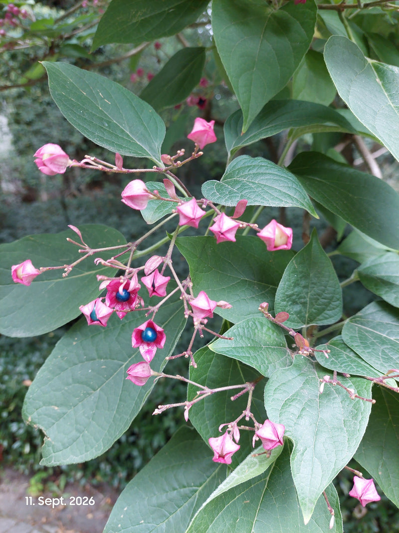 È visibile un ramo di Clerodendrum trichotomum con foglie verdi evidenti, calici rosa e frutti blu vivi. Lo scatto mostra la pianta nel suo ambiente naturale.