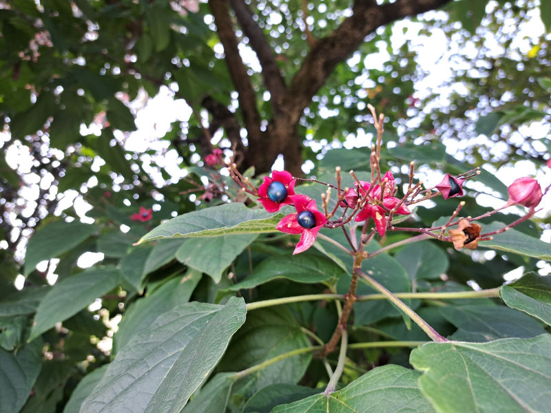 Ramo di Clerodendrum trichotomum con caratteristiche bacche blu metallizzato circondate da calici magenta.