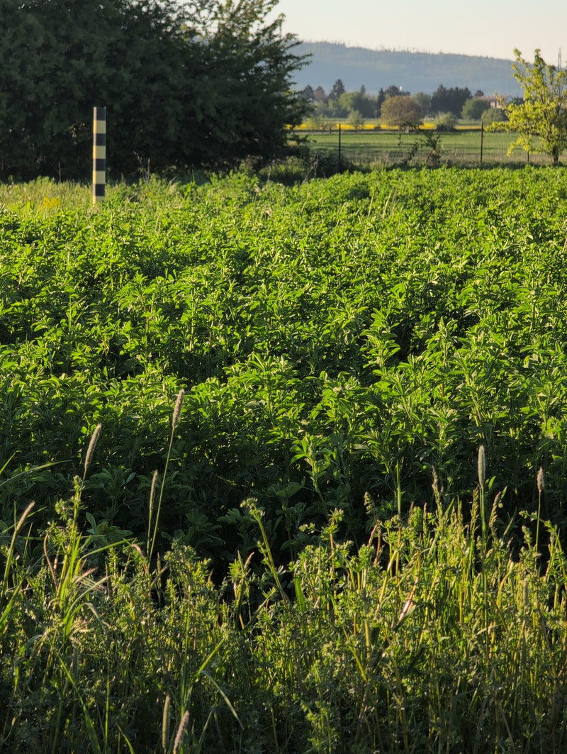 erba medica — Bild 1