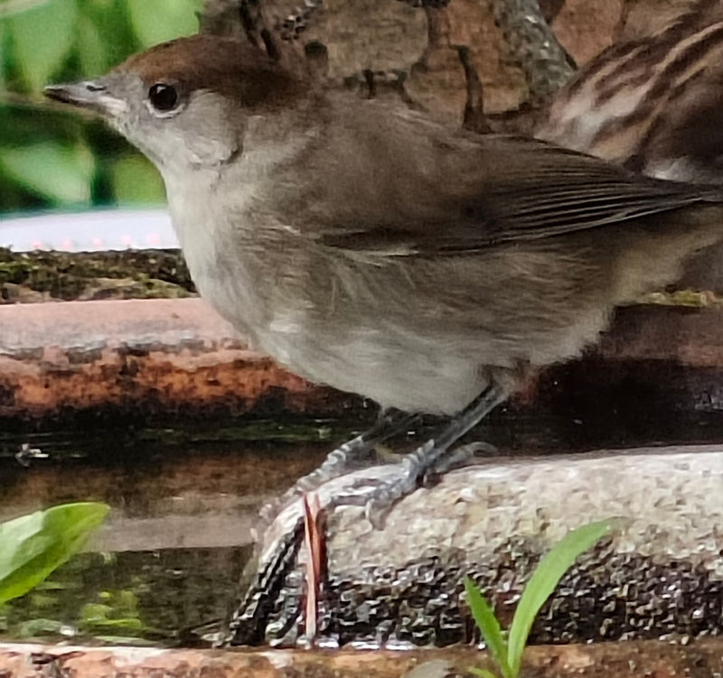La foto mostra una capinera femmina con una caratteristica calotta marrone, seduta su una pietra muschiosa. L'uccello è raffigurato di lato.
