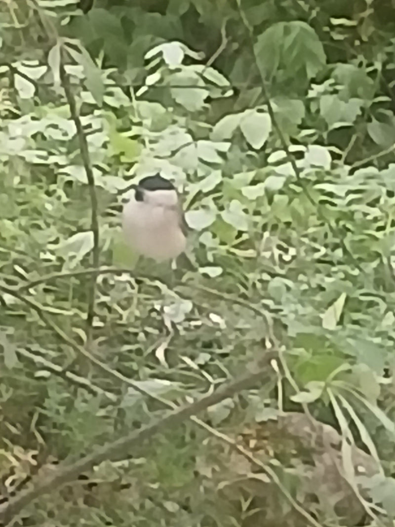 L'immagine mostra un capinera maschio con la sua tipica calotta nera. L'uccello è posato nel denso sottobosco verde.