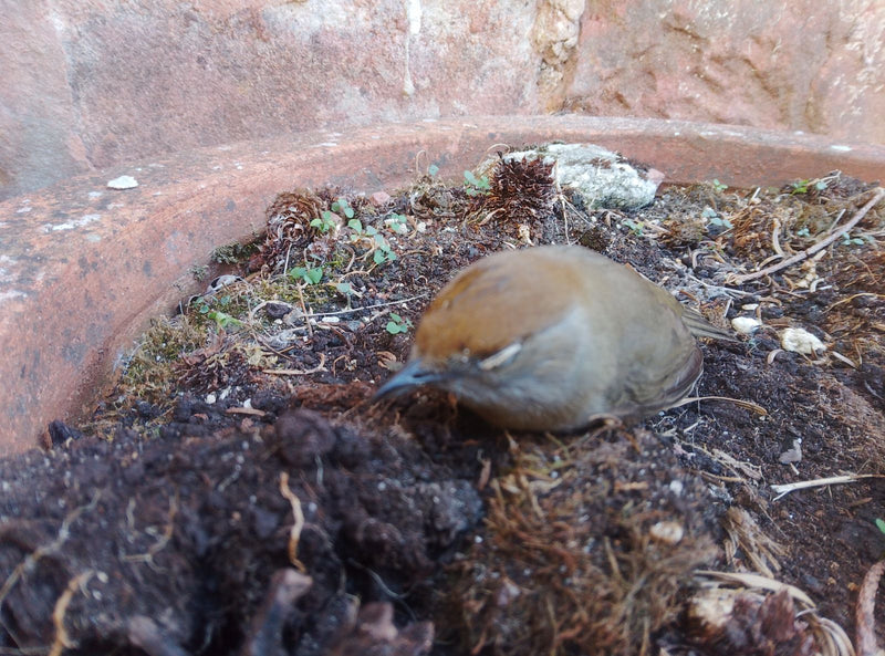 Un capinera femmina con calotta marrone siede sulla terra scura in un vaso di fiori. Il piccolo uccello cantor riposa a terra.