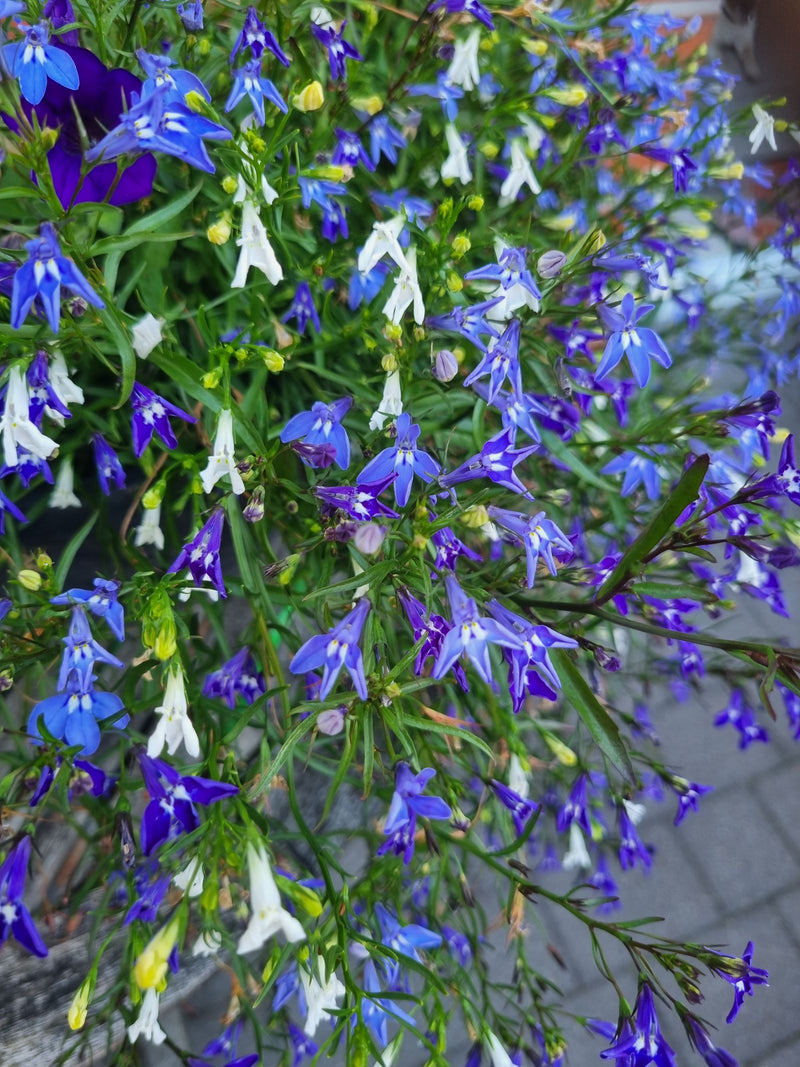 L'immagine mostra un'abbondanza densa di fiori blu-viola e bianchi di lobelia, circondati da foglie e steli verdi. I fiori dalla forma tipica sono in piena f...