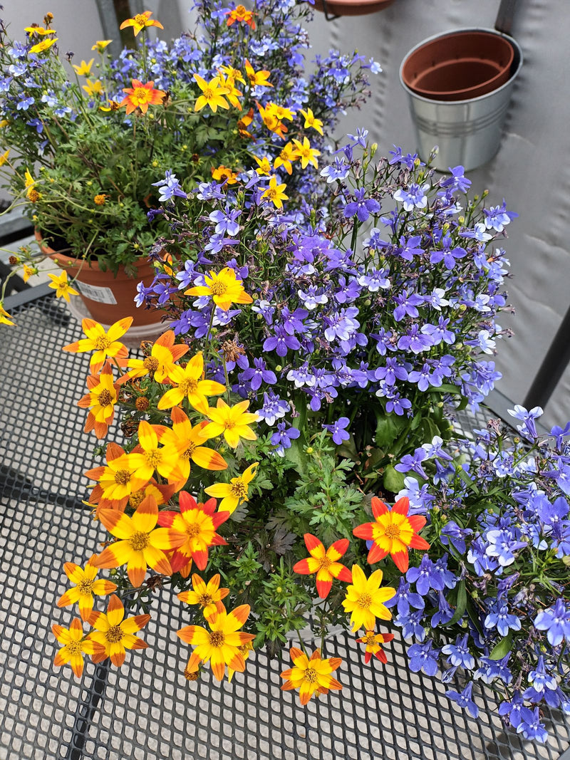 Si vedono fiori blu-violetto di lobelia in vasi da fiori insieme a fiori gialli su un balcone.