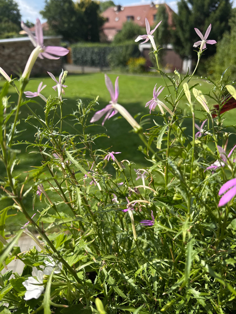 Sono visibili delicati fiori viola chiaro e foglie verdi di lobelia in un giardino. La pianta è fotografata da una prospettiva leggermente rialzata davanti a...