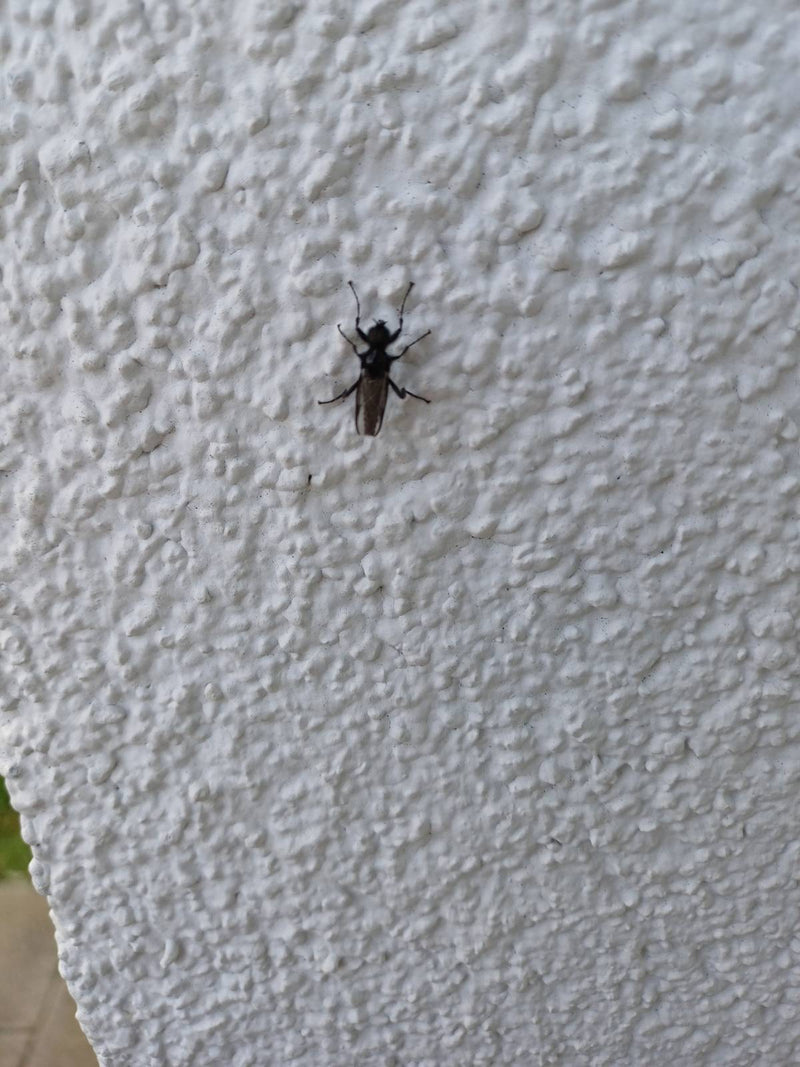 Marzo vola — Bild 1