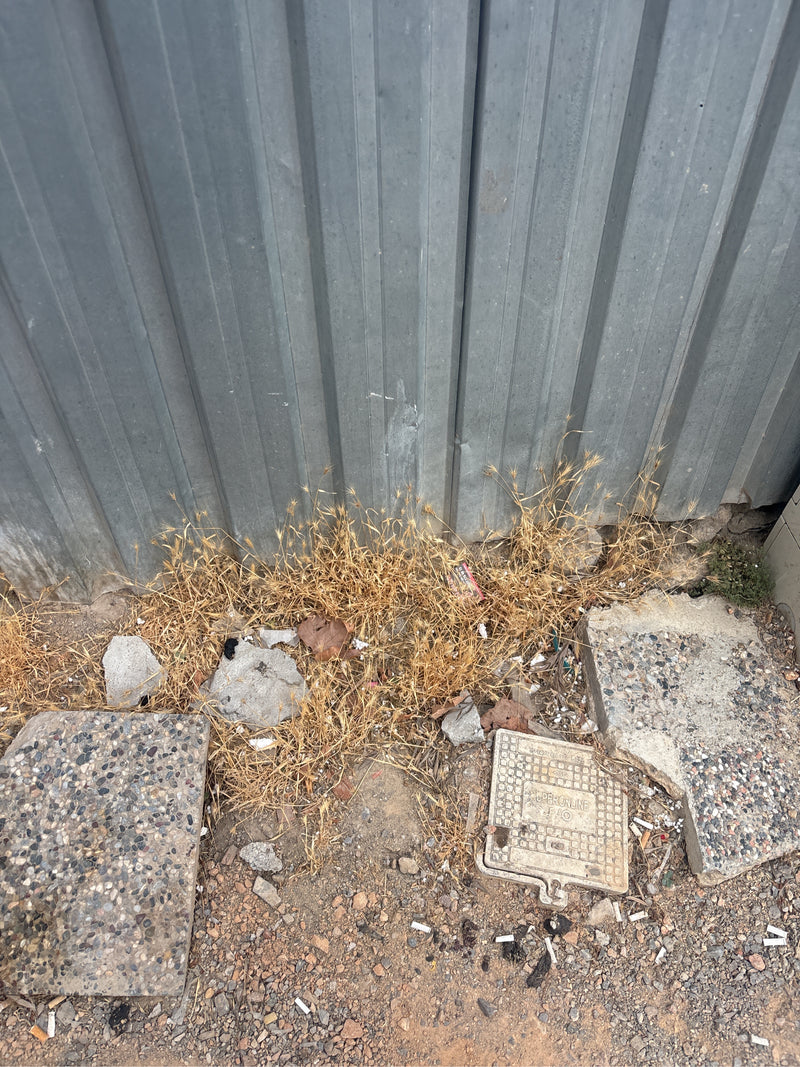 Si vede una pianta di orzo leporino secca che cresce contro una parete metallica grigia. Il terreno è sassoso con alcuni elementi in calcestruzzo.
