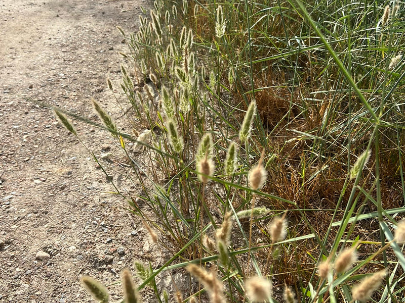 L'immagine mostra un gruppo di orzo toparino che cresce lungo un margine stradale asciutto. Le spighe caratteristiche si ergono dritte alla luce del sole.