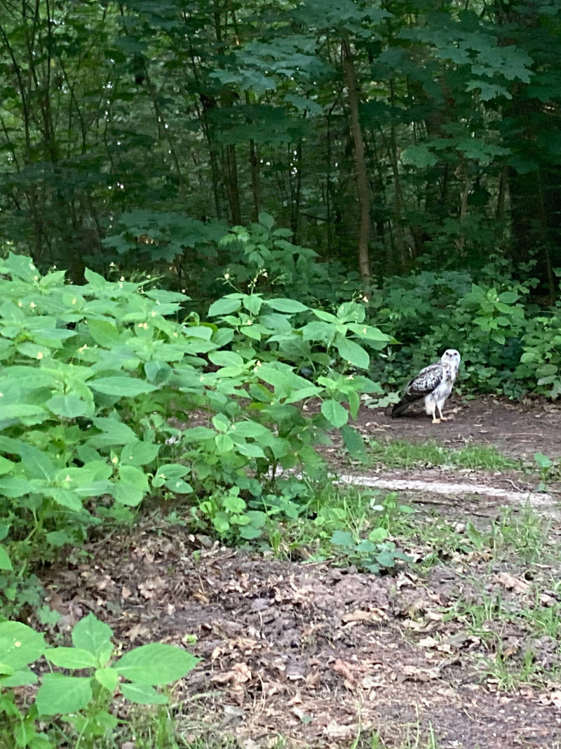 Una poiana comune si trova sul nudo terreno della foresta vicino a un denso sottobosco verde. Guarda attentamente verso la telecamera.