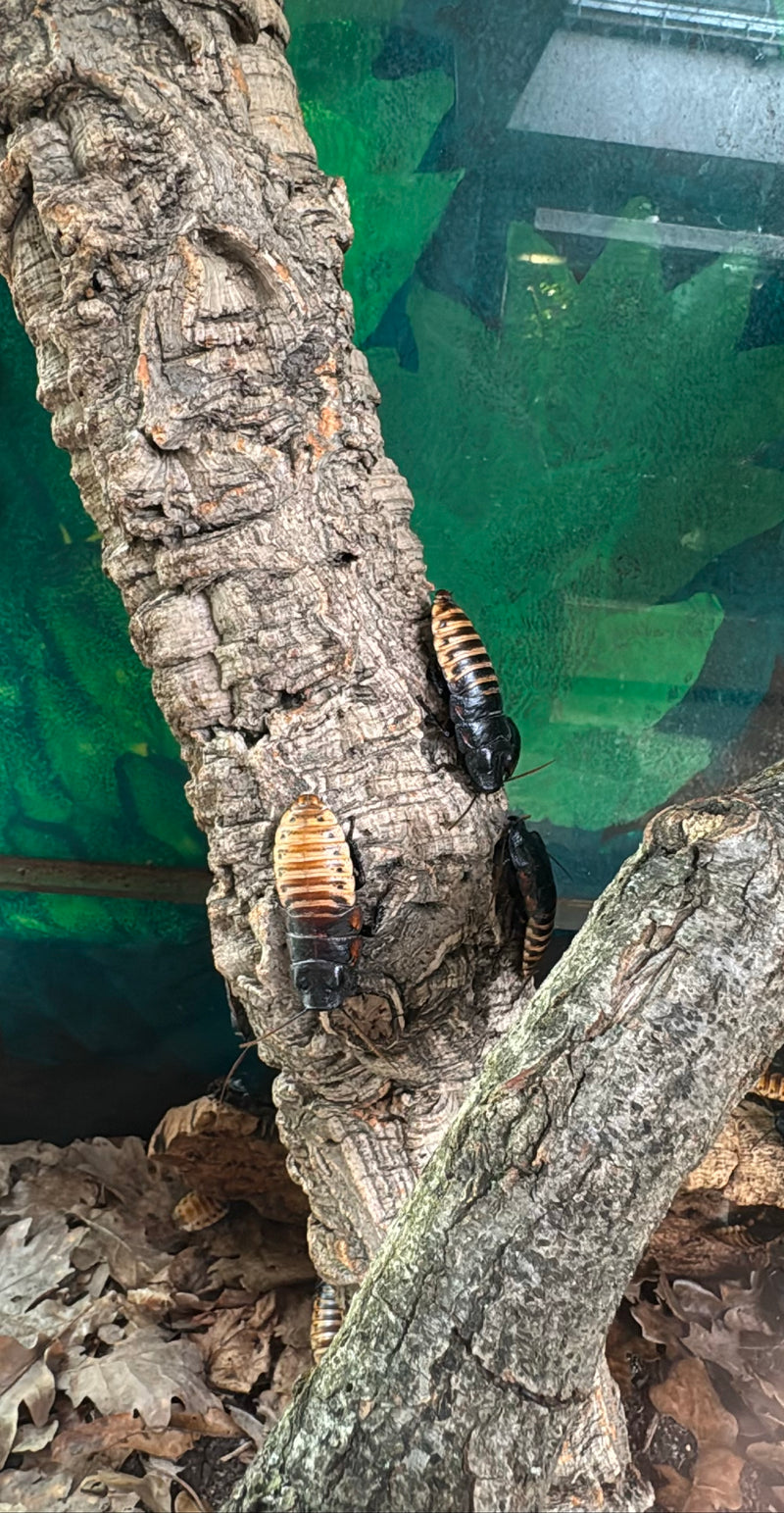 Scarafaggio del Madagascar — Bild 2