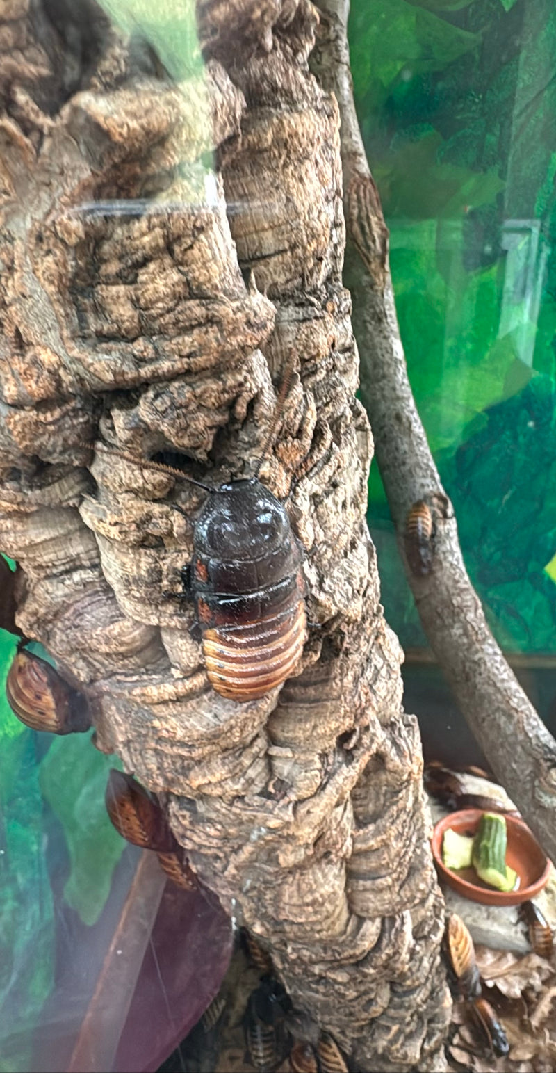 Scarafaggio del Madagascar — Bild 1